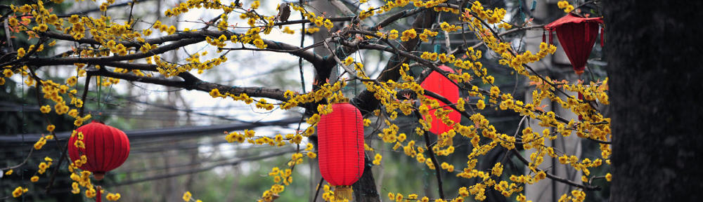 Pine Tree Communications